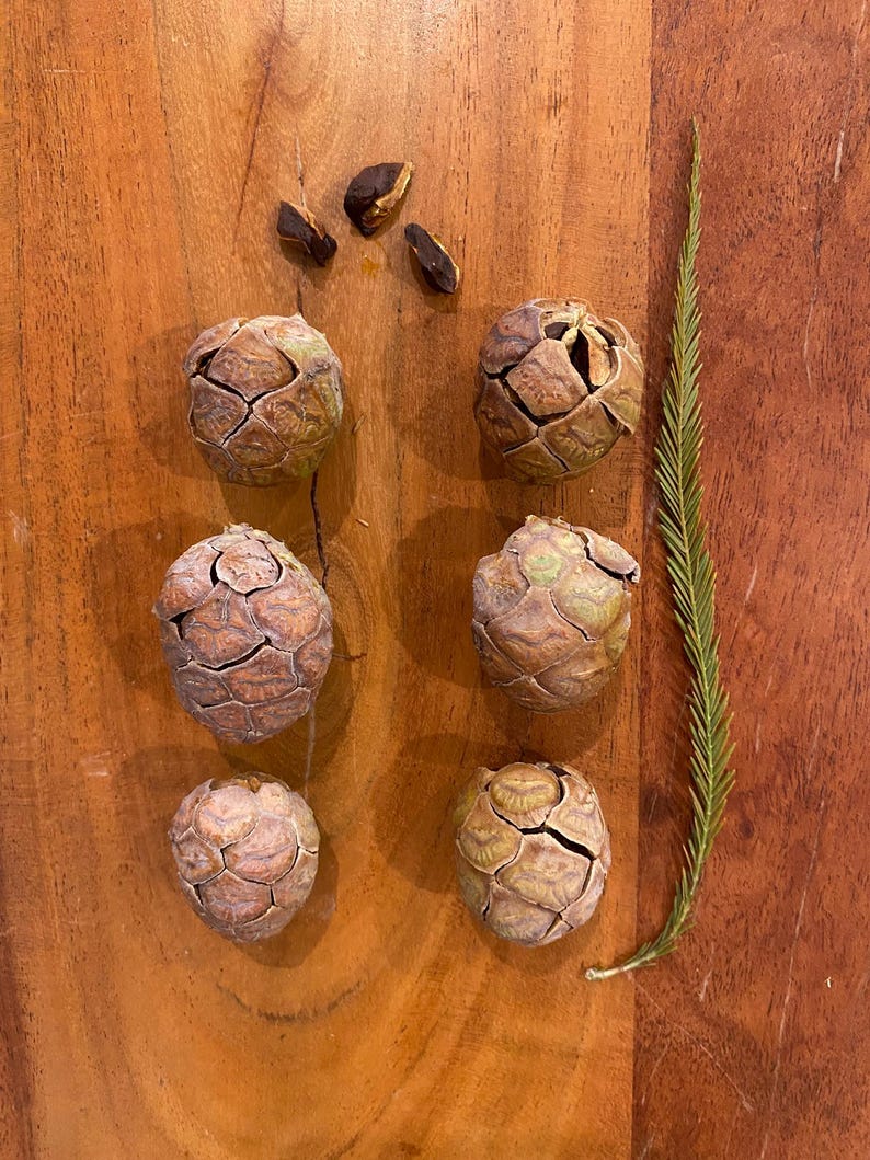 Terrific Bald Cypress Seeds Gallery