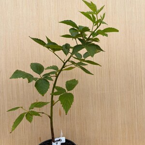 Puede incluir: Una planta de mora joven con un tallo central &uacute;nico y m&uacute;ltiples hojas verdes dentadas que crece en una maceta de vivero de pl&aacute;stico negro llena de tierra oscura. Una peque&ntilde;a etiqueta de pl&aacute;stico blanca est&aacute; unida a la base del tallo.
