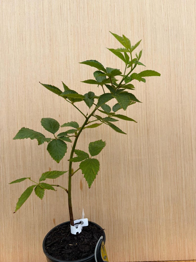 Puede incluir: Una planta de mora joven con un tallo central &uacute;nico y m&uacute;ltiples hojas verdes dentadas que crece en una maceta de vivero de pl&aacute;stico negro llena de tierra oscura. Una peque&ntilde;a etiqueta de pl&aacute;stico blanca est&aacute; unida a la base del tallo.