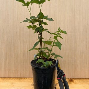 Arapaho Blackberry plant, Strong Root System (1 Gallon) image 2