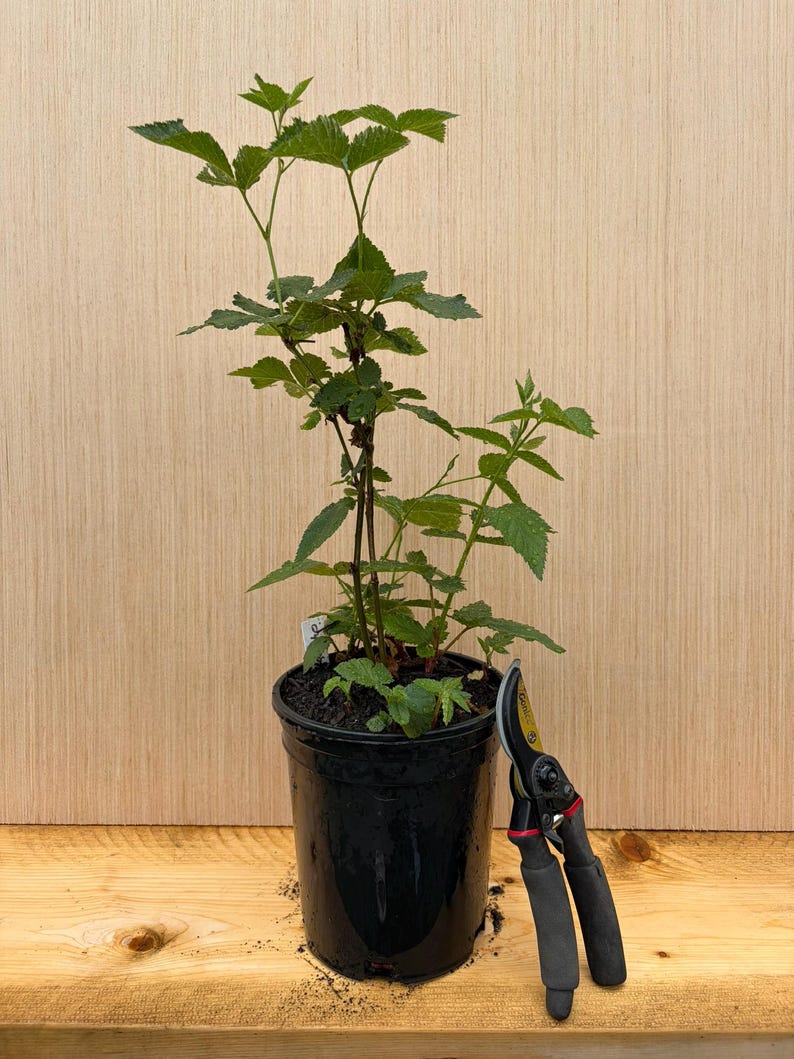 Arapaho Blackberry plant, Strong Root System (1 Gallon) image 2