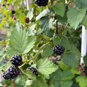 Puede incluir: Un arbusto de moras con varios racimos de bayas maduras de color p&uacute;rpura oscuro a negro junto a bayas rojas inmaduras. La planta tiene hojas dentadas de color verde brillante y tallos le&ntilde;osos delgados que crecen en un jard&iacute;n.