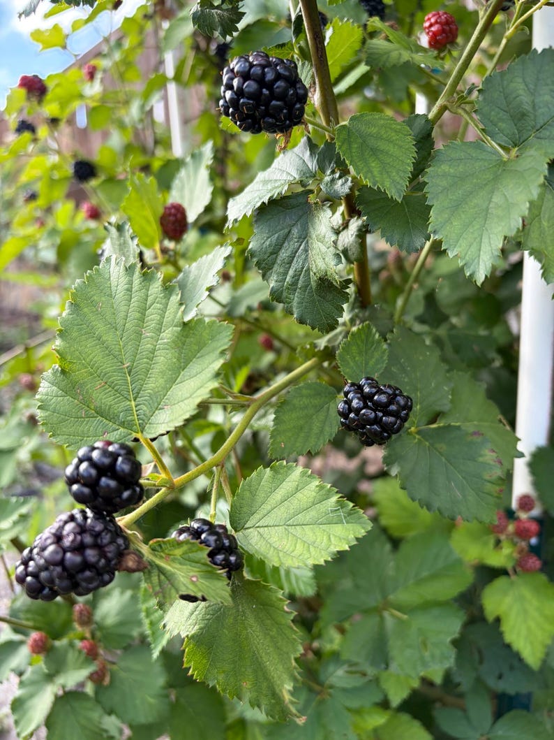 Puede incluir: Un arbusto de moras con varios racimos de bayas maduras de color p&uacute;rpura oscuro a negro junto a bayas rojas inmaduras. La planta tiene hojas dentadas de color verde brillante y tallos le&ntilde;osos delgados que crecen en un jard&iacute;n.