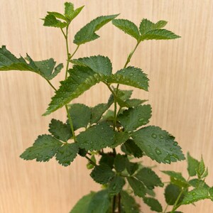 May include: A young blackberry plant with vibrant green, serrated leaves covered in small water droplets. The plant features multiple thin, upright stems branching out, showcasing a fresh, hydrated appearance with distinct leaf textures.