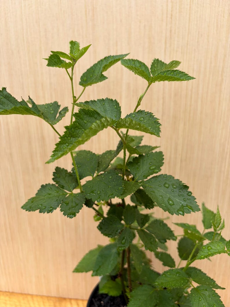 May include: A young blackberry plant with vibrant green, serrated leaves covered in small water droplets. The plant features multiple thin, upright stems branching out, showcasing a fresh, hydrated appearance with distinct leaf textures.