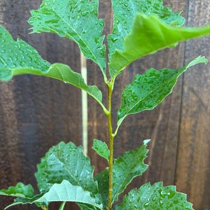 Chinkapin Oak Sapling (Quercus muehlenbergii) Native Oak Tree, Fast Growing Shade Tree, Live Tree Seedling
