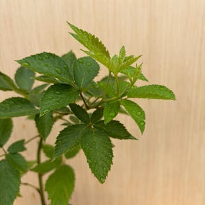 Puede incluir: Una planta de mora joven con hojas verdes y serradas cubiertas de peque&ntilde;as gotas de agua. La planta est&aacute; en una maceta negra con una peque&ntilde;a etiqueta blanca visible en la base, mostrando un crecimiento fresco en la parte superior.