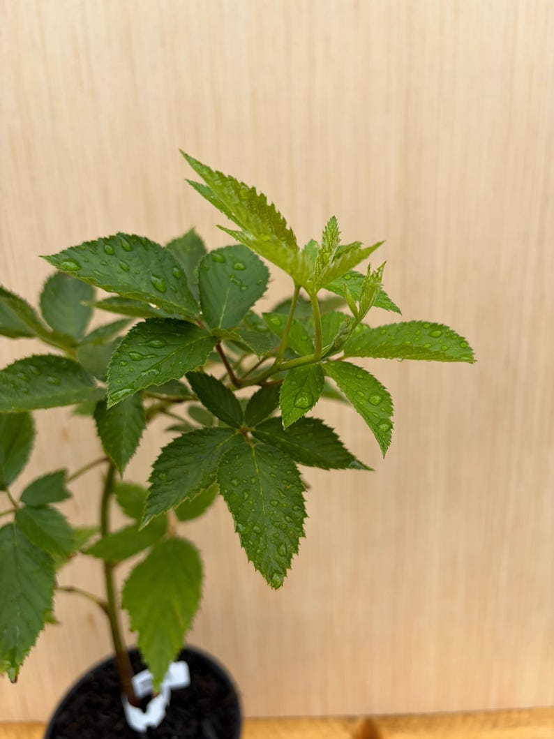 Puede incluir: Una planta de mora joven con hojas verdes y serradas cubiertas de peque&ntilde;as gotas de agua. La planta est&aacute; en una maceta negra con una peque&ntilde;a etiqueta blanca visible en la base, mostrando un crecimiento fresco en la parte superior.