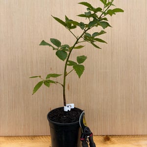Puede incluir: Una planta de mora joven con hojas verdes dentadas que crece en una maceta de vivero de pl&aacute;stico negro. Una etiqueta de pl&aacute;stico blanca est&aacute; unida al tallo. Unas tijeras de podar negras y rojas con una hoja amarilla descansan contra la maceta.
