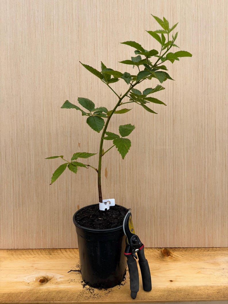 Puede incluir: Una planta de mora joven con hojas verdes dentadas que crece en una maceta de vivero de pl&aacute;stico negro. Una etiqueta de pl&aacute;stico blanca est&aacute; unida al tallo. Unas tijeras de podar negras y rojas con una hoja amarilla descansan contra la maceta.