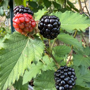 Puede incluir: Un racimo de moras creciendo en una enredadera de hojas verdes. El fruto incluye varias bayas negras texturizadas completamente maduras y una baya roja brillante parcialmente madura, todas unidas a un tallo con hojas verdes serradas.