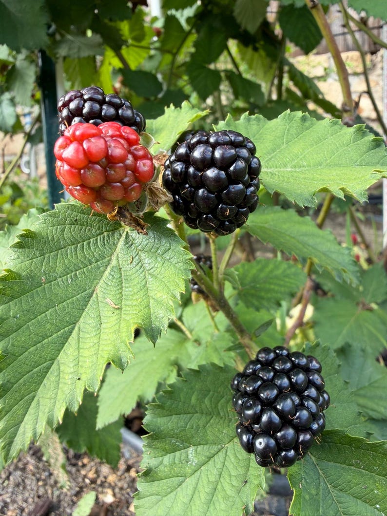 Puede incluir: Un racimo de moras creciendo en una enredadera de hojas verdes. El fruto incluye varias bayas negras texturizadas completamente maduras y una baya roja brillante parcialmente madura, todas unidas a un tallo con hojas verdes serradas.