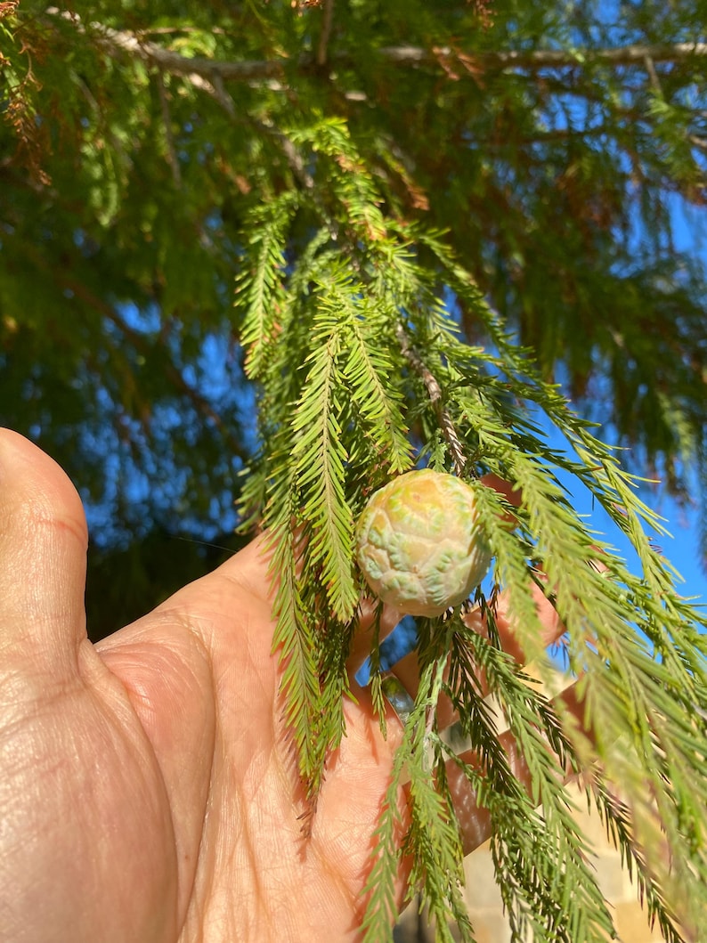 Terrific Bald Cypress Seeds Gallery