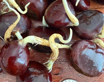 Dunstan Chestnuts for Planting  American Hybrid Chestnut Seeds  Edible Chestnut  Tree (10 Count) - Etsy