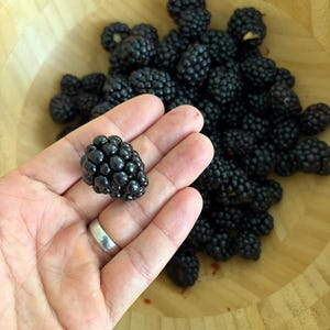 Puede incluir: Una colecci&oacute;n de moras de color p&uacute;rpura oscuro y negro dentro de un cuenco de madera clara. Se sostiene una mora individual, mostrando su superficie texturizada y rugosa y su color profundo frente al resto de las frutas.