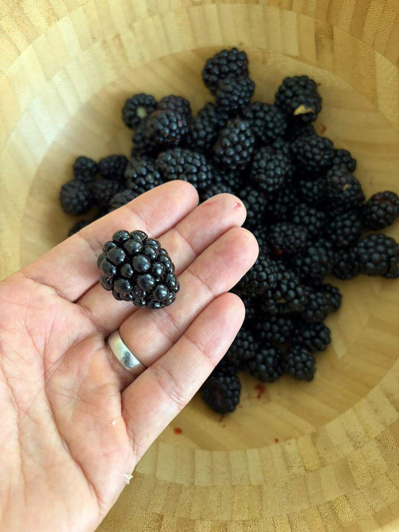 Puede incluir: Una colecci&oacute;n de moras de color p&uacute;rpura oscuro y negro dentro de un cuenco de madera clara. Se sostiene una mora individual, mostrando su superficie texturizada y rugosa y su color profundo frente al resto de las frutas.