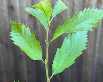 May include: A young plant stem featuring bright green, serrated leaves arranged in an alternating pattern along a slender, upright stalk. The leaves display prominent veins and pointed tips, with a fresh, vibrant appearance and a clear, defined structure.
