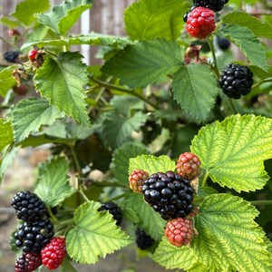 Puede incluir: Un arbusto de moras con racimos de bayas negras maduras y bayas rojas inmaduras. La planta tiene hojas dentadas de color verde vibrante con venas visibles, que crecen en tallos delgados y le&ntilde;osos en un entorno natural al aire libre.