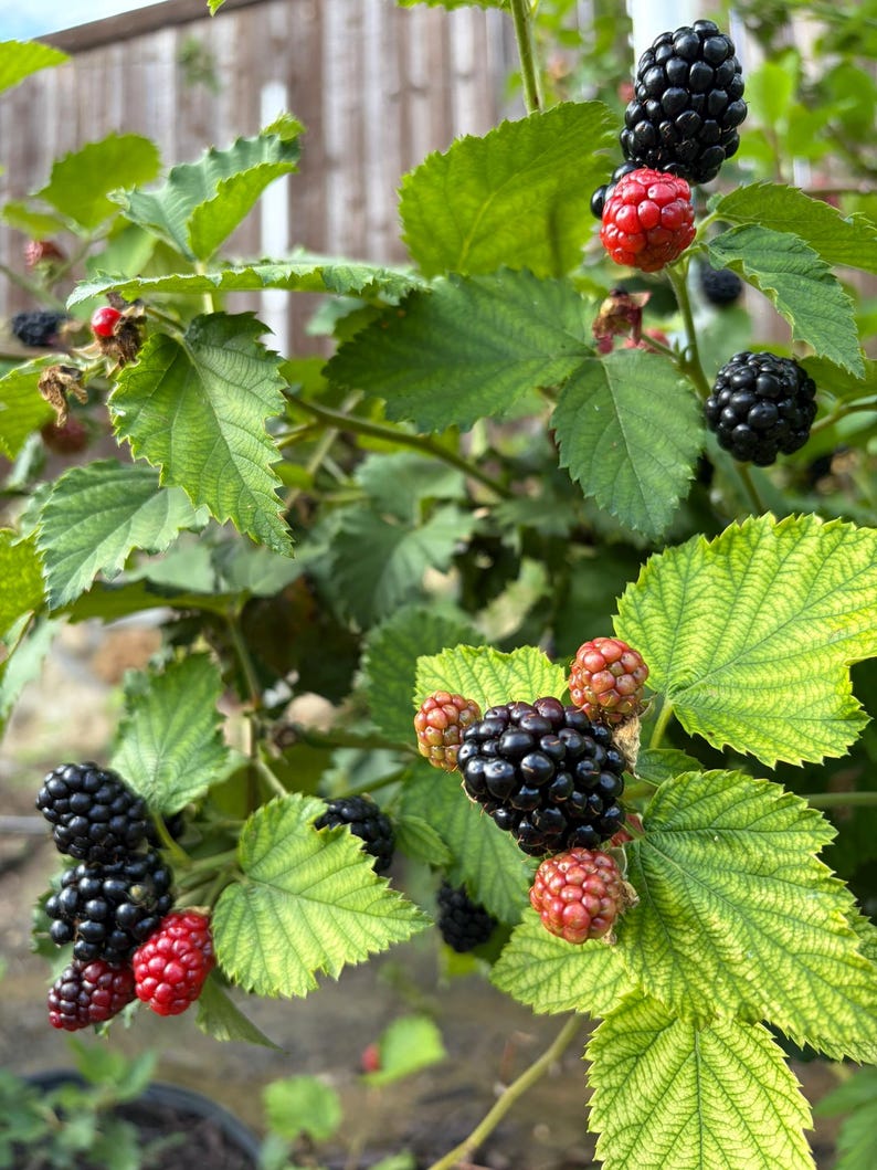 Puede incluir: Un arbusto de moras con racimos de bayas negras maduras y bayas rojas inmaduras. La planta tiene hojas dentadas de color verde vibrante con venas visibles, que crecen en tallos delgados y le&ntilde;osos en un entorno natural al aire libre.