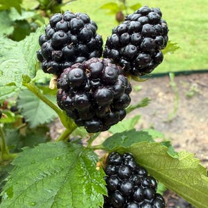 Puede incluir: Un racimo de cuatro moras maduras de color p&uacute;rpura oscuro unidas a un tallo verde con hojas serradas. Las bayas tienen una textura irregular y segmentada y est&aacute;n cubiertas de peque&ntilde;as gotas de agua, lo que indica que est&aacute;n frescas.