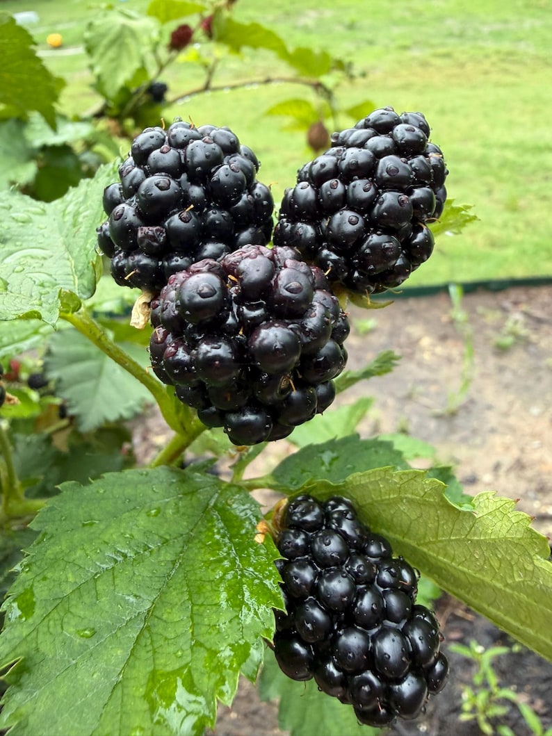 Puede incluir: Un racimo de cuatro moras maduras de color p&uacute;rpura oscuro unidas a un tallo verde con hojas serradas. Las bayas tienen una textura irregular y segmentada y est&aacute;n cubiertas de peque&ntilde;as gotas de agua, lo que indica que est&aacute;n frescas.