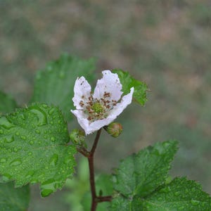 Puede incluir: Una flor de mora blanca de cinco p&eacute;talos con un centro verde, rodeada de hojas verdes dentadas cubiertas de gotas de agua. La flor est&aacute; unida a un tallo marr&oacute;n fino con dos peque&ntilde;os capullos verdes cerrados visibles debajo.