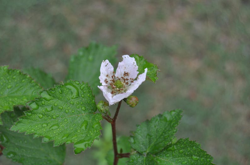 Puede incluir: Una flor de mora blanca de cinco p&eacute;talos con un centro verde, rodeada de hojas verdes dentadas cubiertas de gotas de agua. La flor est&aacute; unida a un tallo marr&oacute;n fino con dos peque&ntilde;os capullos verdes cerrados visibles debajo.