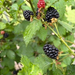 Puede incluir: Un arbusto de moras con varios racimos de bayas negras maduras y brillantes y una sola baya roja sin madurar. La planta tiene hojas verdes dentadas con gotas de agua visibles esparcidas por el follaje y los tallos en un entorno natural.