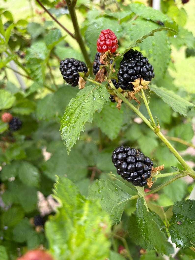 Puede incluir: Un arbusto de moras con varios racimos de bayas negras maduras y brillantes y una sola baya roja sin madurar. La planta tiene hojas verdes dentadas con gotas de agua visibles esparcidas por el follaje y los tallos en un entorno natural.