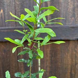 May include: A handmade, wooden cutting board with a natural finish. The board features a live edge on one side and a rectangular shape. It is approximately 18 inches long, 12 inches wide, and 1 inch thick.