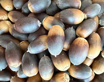 Puede incluir: Primer plano de un montón de bellotas. Las bellotas tienen una mezcla de colores, incluyendo marrón, beige y marrón oscuro. Las tapas son de color beige claro y los cuerpos son de color marrón oscuro. Las bellotas son ovaladas y tienen una textura suave.