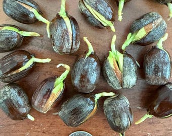 6 bellotas germinadas de roble Shumard (Quercus Shumardii enraizado), semillas de roble pregerminadas, listas para plantar.