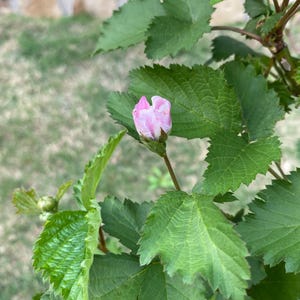 Puede incluir: Un capullo de flor de color rosa p&aacute;lido se asienta sobre un tallo verde delgado, rodeado de varias hojas de color verde vibrante con bordes dentados. Las hojas muestran venas prominentes y una superficie texturizada, mientras el capullo permanece cerrado.