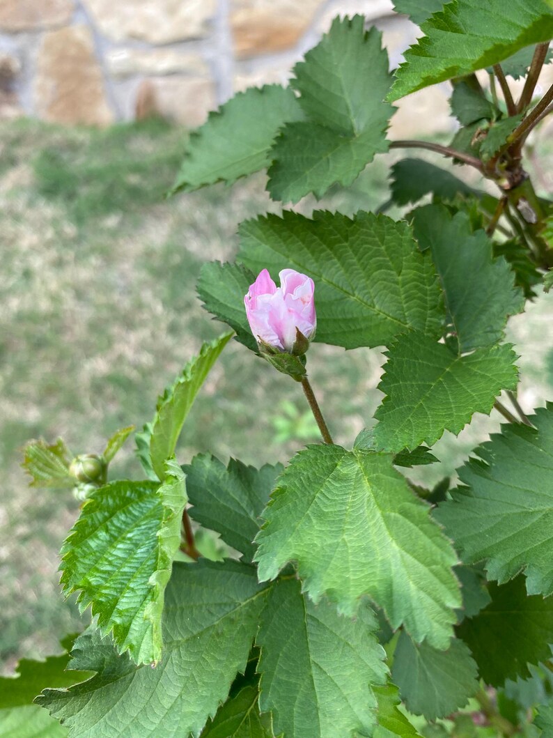 Puede incluir: Un capullo de flor de color rosa p&aacute;lido se asienta sobre un tallo verde delgado, rodeado de varias hojas de color verde vibrante con bordes dentados. Las hojas muestran venas prominentes y una superficie texturizada, mientras el capullo permanece cerrado.