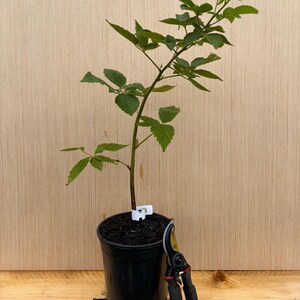 Puede incluir: Una planta joven de mora con hojas verdes en una maceta de vivero de pl&aacute;stico negro, con una etiqueta blanca en el tallo. Junto a la maceta hay unas tijeras de podar negras y amarillas, que sirven de escala para el tama&ntilde;o de la planta.