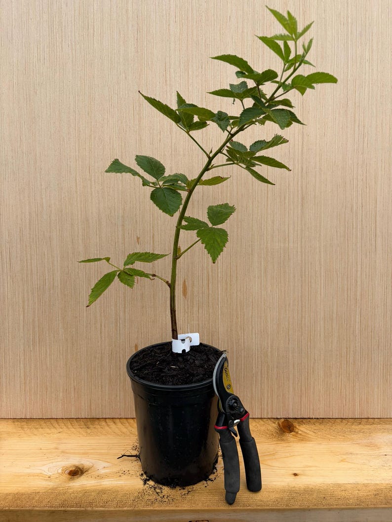 Puede incluir: Una planta joven de mora con hojas verdes en una maceta de vivero de pl&aacute;stico negro, con una etiqueta blanca en el tallo. Junto a la maceta hay unas tijeras de podar negras y amarillas, que sirven de escala para el tama&ntilde;o de la planta.