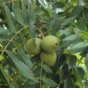 May include: Three round, green, smooth-skinned walnuts hang in a cluster from a branch. The walnuts are surrounded by numerous long, serrated, pinnate green leaves that extend outward from the central stem, creating a dense foliage canopy.