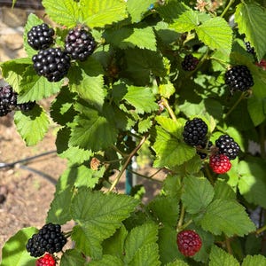Puede incluir: Un arbusto de moras con hojas verdes dentadas y racimos de frutos en varias etapas de desarrollo. La planta presenta moras negras maduras junto a varias bayas rojas m&aacute;s peque&ntilde;as y firmes que a&uacute;n est&aacute;n madurando en la propia rama.