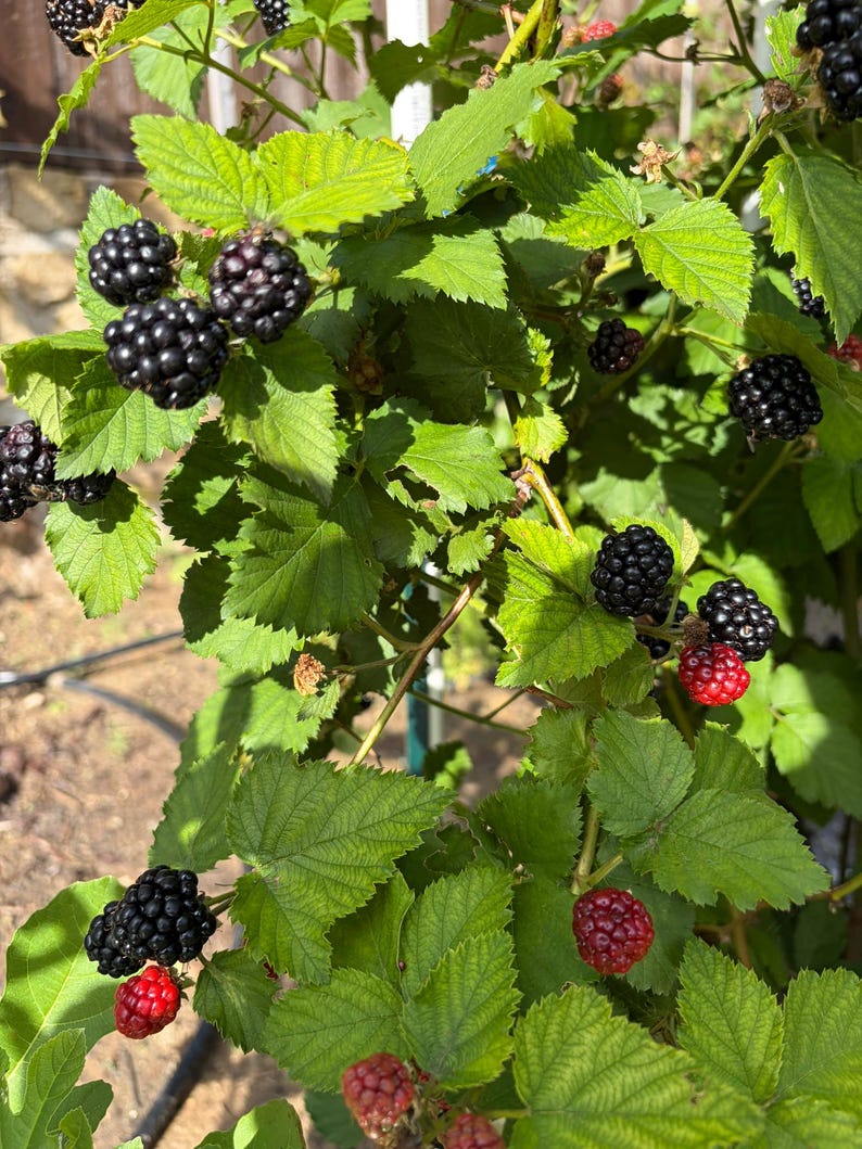 Puede incluir: Un arbusto de moras con hojas verdes dentadas y racimos de frutos en varias etapas de desarrollo. La planta presenta moras negras maduras junto a varias bayas rojas m&aacute;s peque&ntilde;as y firmes que a&uacute;n est&aacute;n madurando en la propia rama.