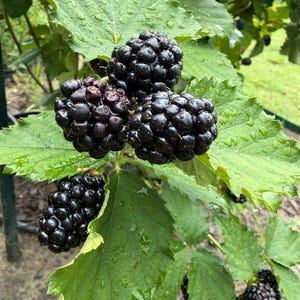 Puede incluir: Un racimo de moras maduras de color p&uacute;rpura oscuro que crecen en una enredadera de hojas verdes. Las bayas tienen una textura irregular y segmentada, cubiertas de peque&ntilde;as gotas de agua. Las hojas circundantes son dentadas, verde brillante y h&uacute;medas.