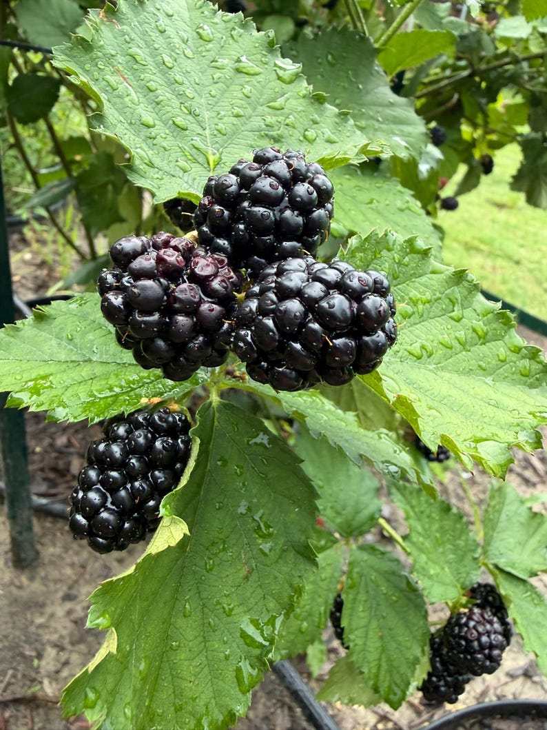 Puede incluir: Un racimo de moras maduras de color p&uacute;rpura oscuro que crecen en una enredadera de hojas verdes. Las bayas tienen una textura irregular y segmentada, cubiertas de peque&ntilde;as gotas de agua. Las hojas circundantes son dentadas, verde brillante y h&uacute;medas.