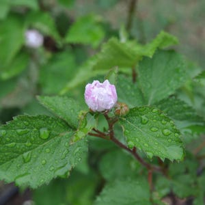Puede incluir: Un capullo de flor rosa p&aacute;lido centrado en un tallo verde con hojas serradas. El follaje est&aacute; cubierto de peque&ntilde;as gotas de agua, lo que refleja un aspecto fresco y h&uacute;medo. Al fondo, otra flor blanca parcialmente visible est&aacute; desenfocada.