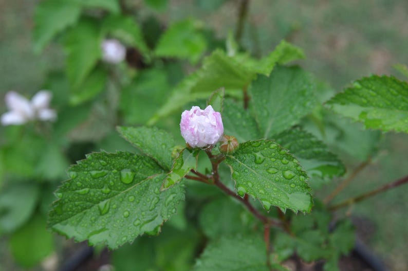 Puede incluir: Un capullo de flor rosa p&aacute;lido centrado en un tallo verde con hojas serradas. El follaje est&aacute; cubierto de peque&ntilde;as gotas de agua, lo que refleja un aspecto fresco y h&uacute;medo. Al fondo, otra flor blanca parcialmente visible est&aacute; desenfocada.