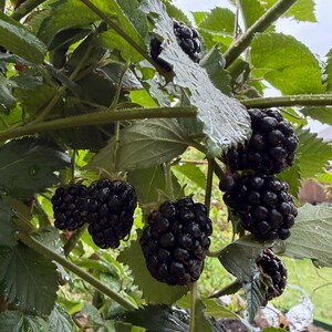 Puede incluir: Varias moras maduras de color p&uacute;rpura oscuro cuelgan de una zarza verde. La fruta presenta una textura irregular y segmentada, rodeada de hojas verdes dentadas. Algunas de las hojas y bayas tienen peque&ntilde;as gotas de agua sobre ellas.