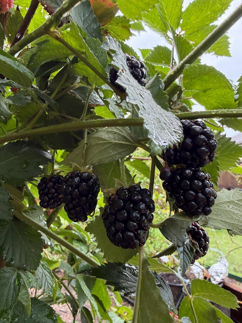 Puede incluir: Varias moras maduras de color p&uacute;rpura oscuro cuelgan de una zarza verde. La fruta presenta una textura irregular y segmentada, rodeada de hojas verdes dentadas. Algunas de las hojas y bayas tienen peque&ntilde;as gotas de agua sobre ellas.