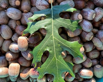 Puede incluir: Primer plano de una colección de bellotas en un recipiente turquesa, con una gran hoja de roble verde encima. Las bellotas son de varios tonos de marrón y beige. La hoja tiene un patrón detallado y veteado.