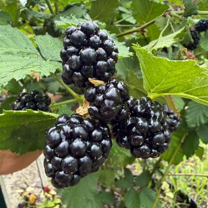 Puede incluir: Un racimo de moras negras maduras y brillantes que cuelgan de una enredadera de hojas verdes. Las drupas individuales de las bayas se ven carnosas y oscuras, con algo de humedad visible en la superficie de la fruta. La planta tiene hojas dentadas.