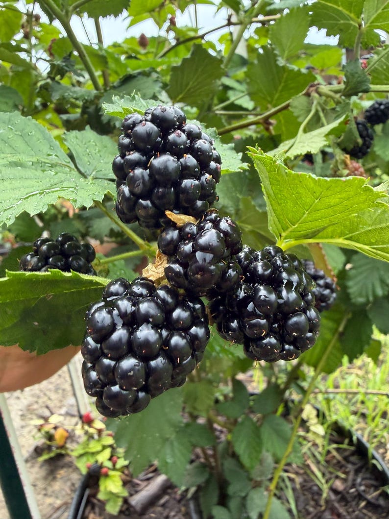 Puede incluir: Un racimo de moras negras maduras y brillantes que cuelgan de una enredadera de hojas verdes. Las drupas individuales de las bayas se ven carnosas y oscuras, con algo de humedad visible en la superficie de la fruta. La planta tiene hojas dentadas.