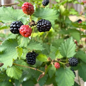 Puede incluir: Una zarza de moras con varios racimos de frutos en distintas etapas de maduraci&oacute;n. La planta muestra hojas verdes dentadas junto a bayas redondas y rugosas que cambian de un color rojo rosado brillante a un negro oscuro y brillante.