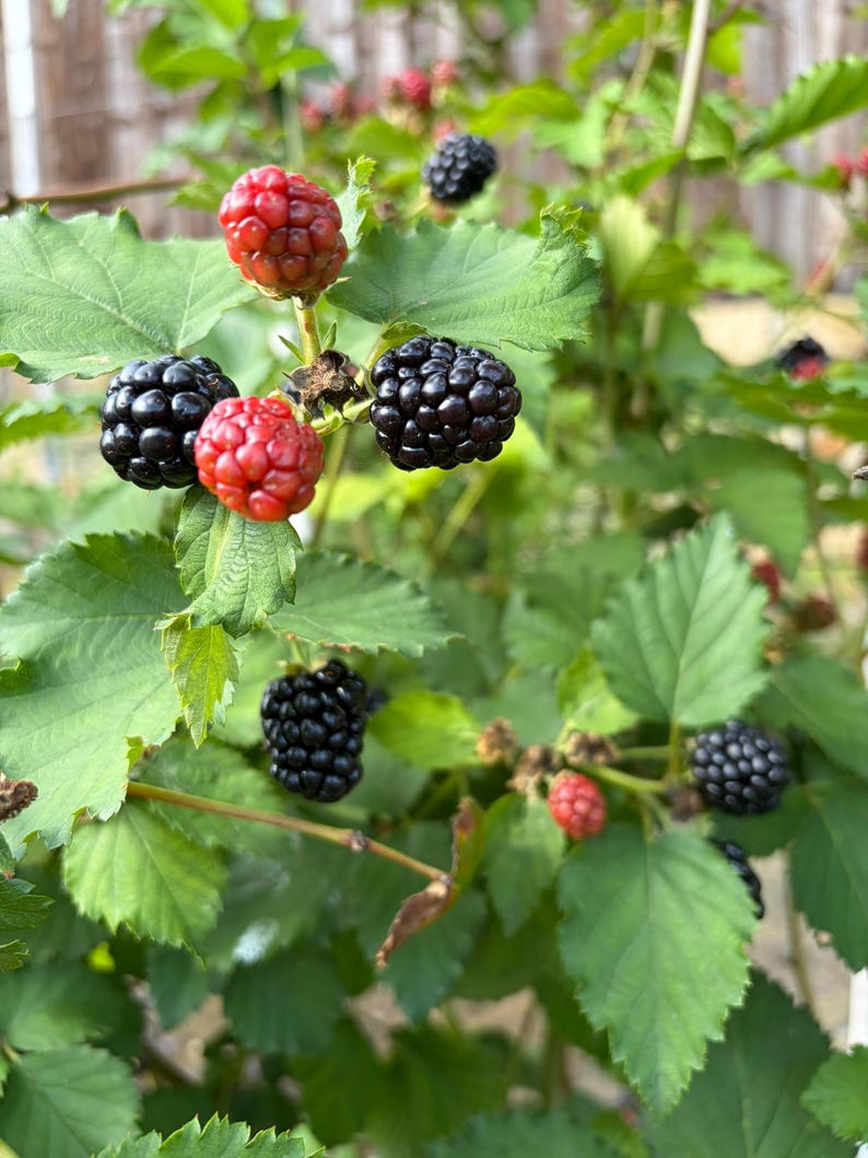 Puede incluir: Una zarza de moras con varios racimos de frutos en distintas etapas de maduraci&oacute;n. La planta muestra hojas verdes dentadas junto a bayas redondas y rugosas que cambian de un color rojo rosado brillante a un negro oscuro y brillante.